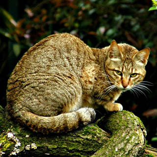Дикий лісовий кіт Felis silvestris