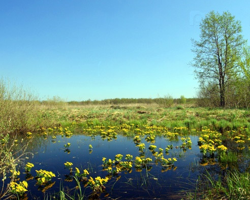 Квіти на болоті